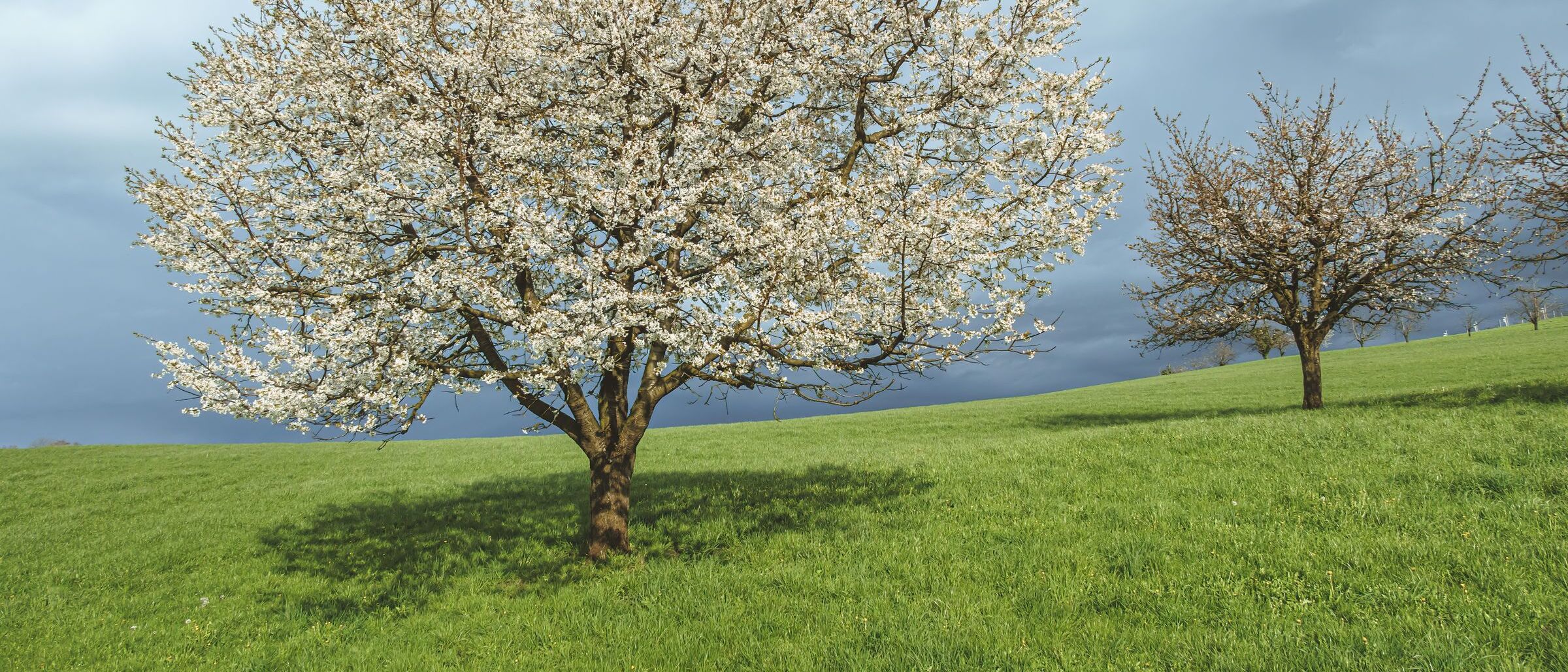 Kwitnące drzewo owocowe na zielonej łące pod chmurnym niebem